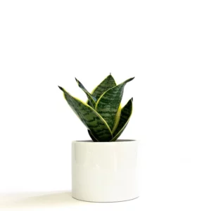 短葉虎尾蘭盆栽