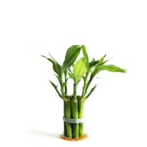 開運竹一圈(矽膠圈) 裸根出貨