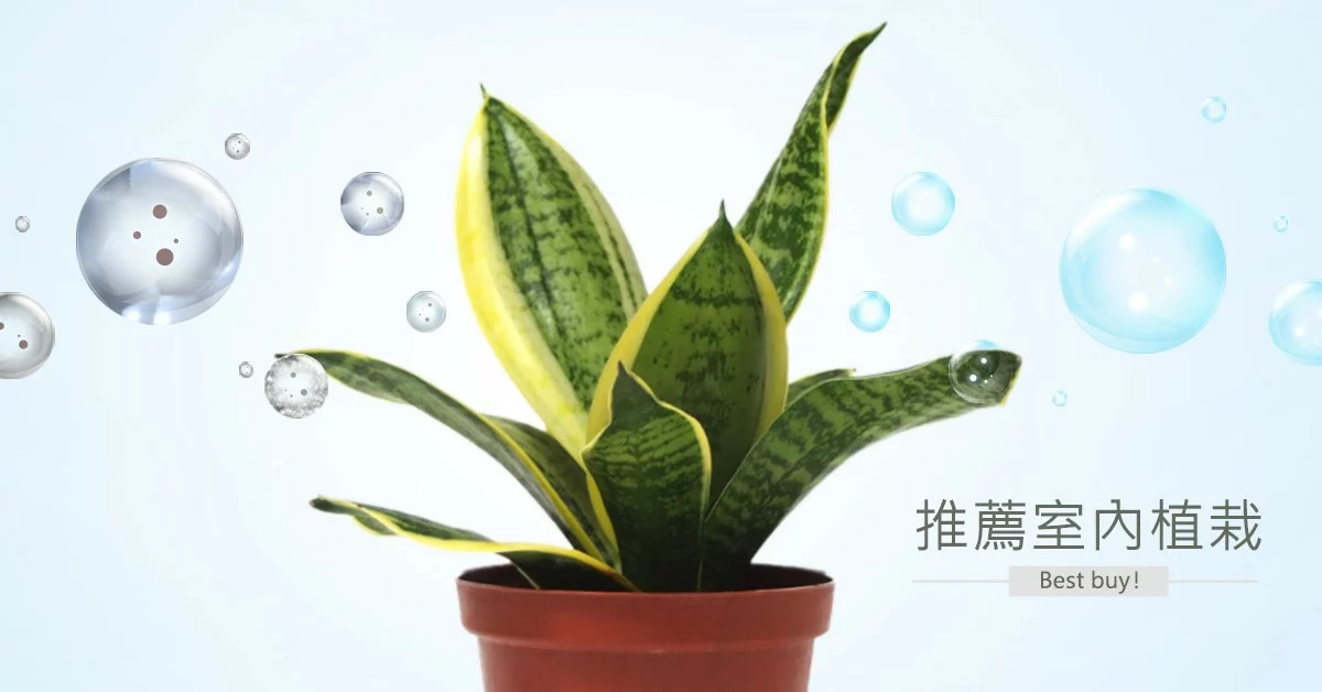2Ustyle 風格圖悠 盆栽 植物 花器