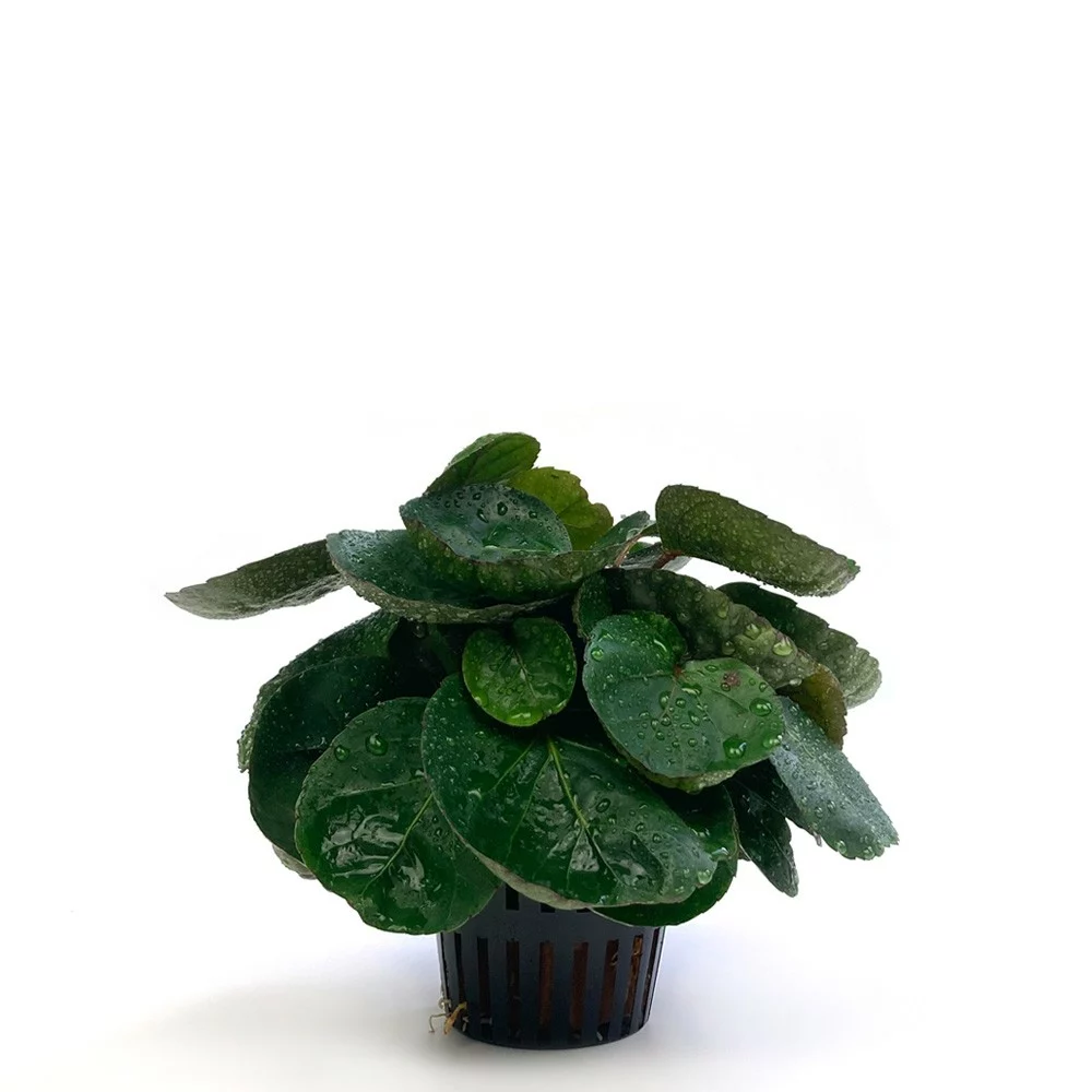 水耕 富貴樹 紅玉福祿桐
