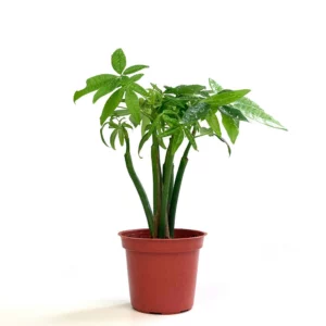 馬拉巴栗 (發財樹)