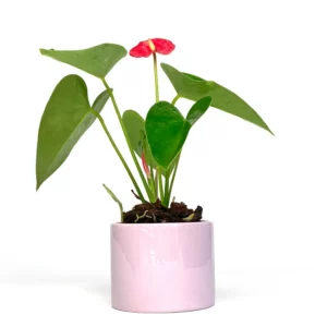火鶴花盆栽