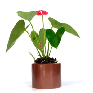 火鶴花盆栽
