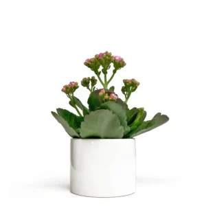 長壽花盆栽