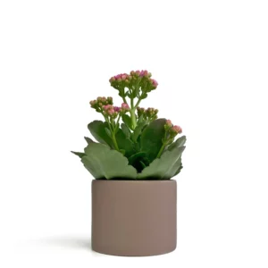 長壽花盆栽