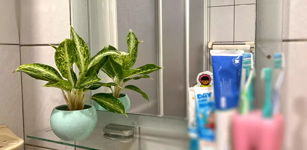 浴室植物 廁所盆栽