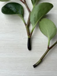 圓葉椒草腐敗病特徵